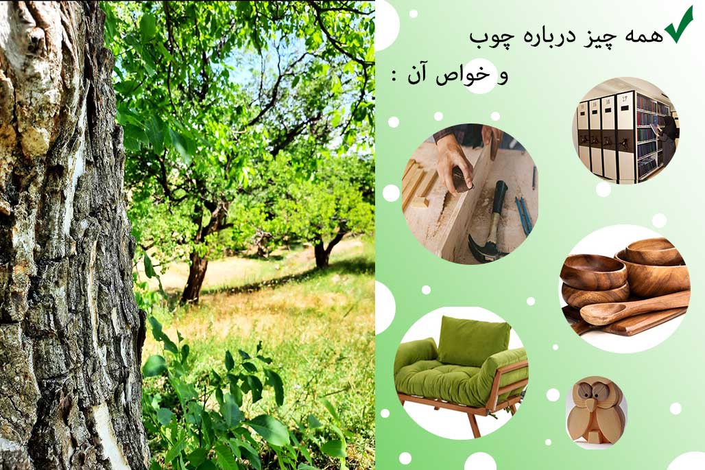 همه چیز درباره چوب و خواص چوب